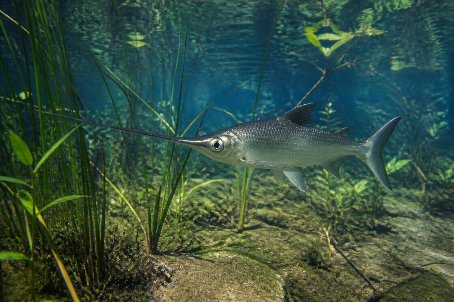 Pez Espada (Xiphophorus helleri) — imagen completa de la raza (Peces)