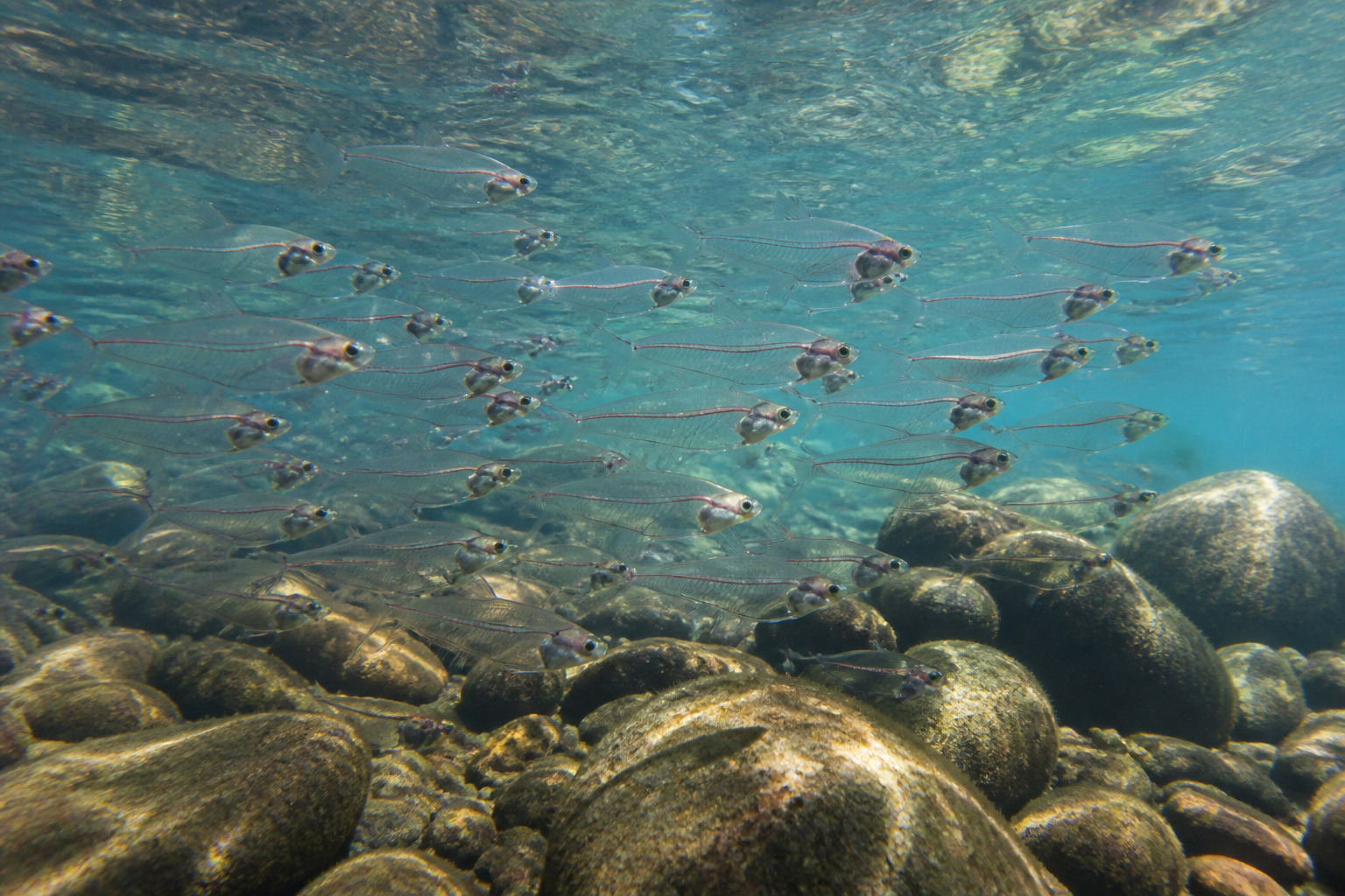 Pez Fantasma de Cristal (Glassfish) — imagen completa de la raza (Peces)