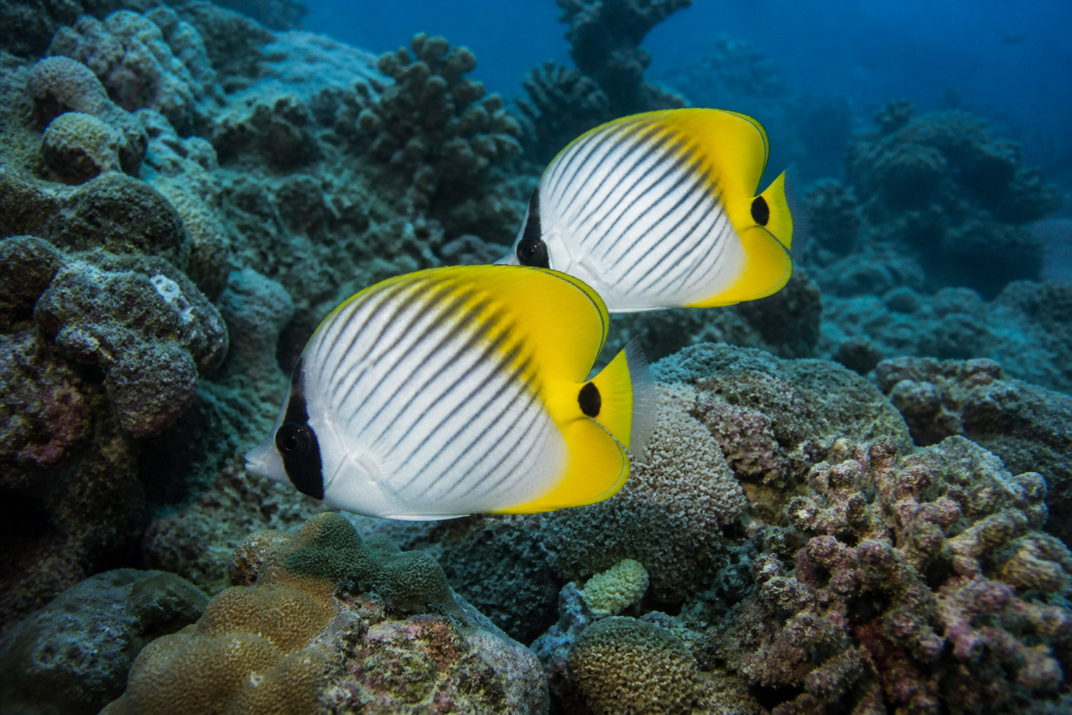 Pez Mariposa (Butterflyfish) — imagen completa de la raza (Peces)