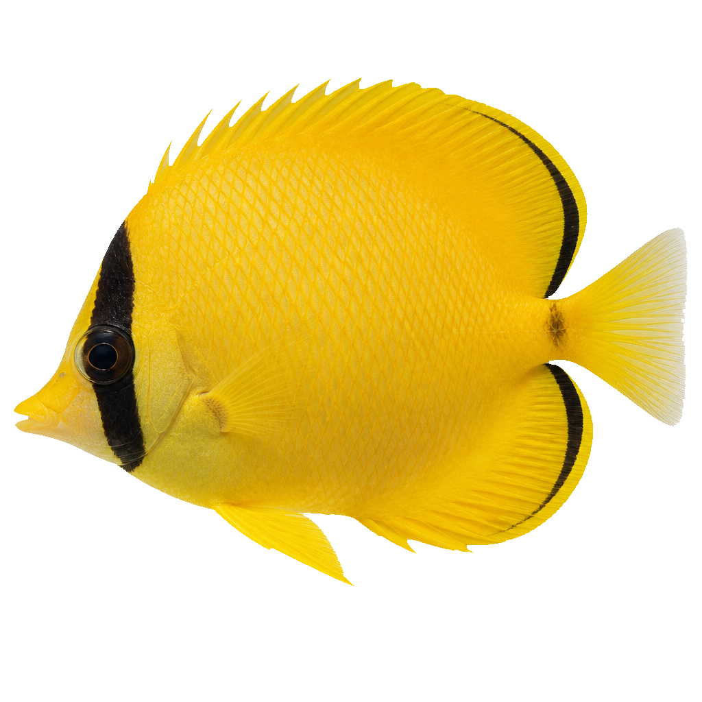 Pez Mariposa (Butterflyfish)