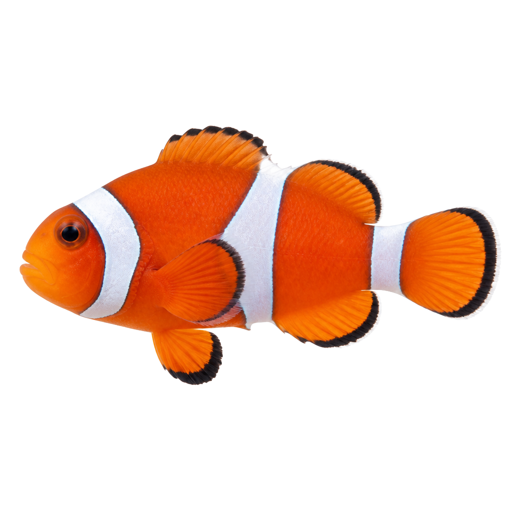 Pez Payaso (Clownfish) de perfil, raza de pez — fotografía de estudio