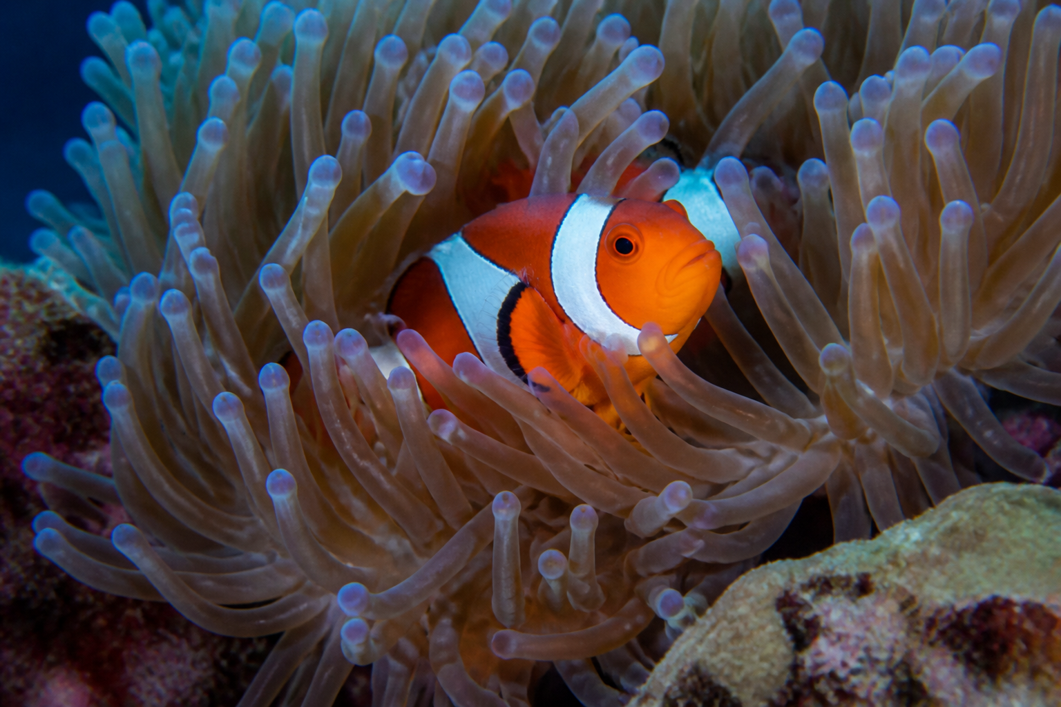 Pez Payaso (Clownfish) — imagen completa de la raza (Peces)