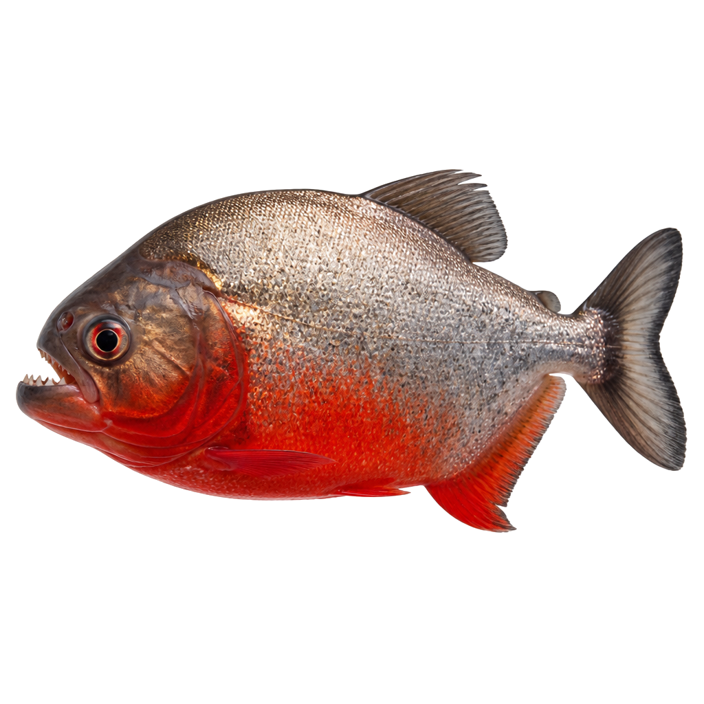 Piraña Roja de perfil, raza de pez — fotografía de estudio