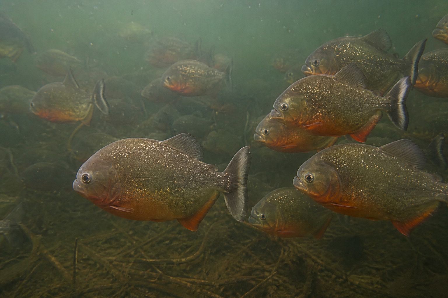 Piraña Roja — imagen completa de la raza (Peces)