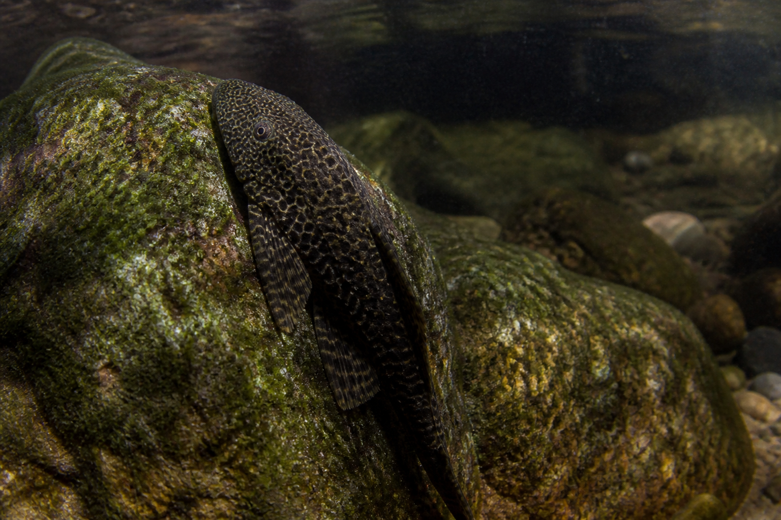 Pleco (Limpiafondos, Hypostomus/Pterygoplichthys) — imagen completa de la raza (Peces)