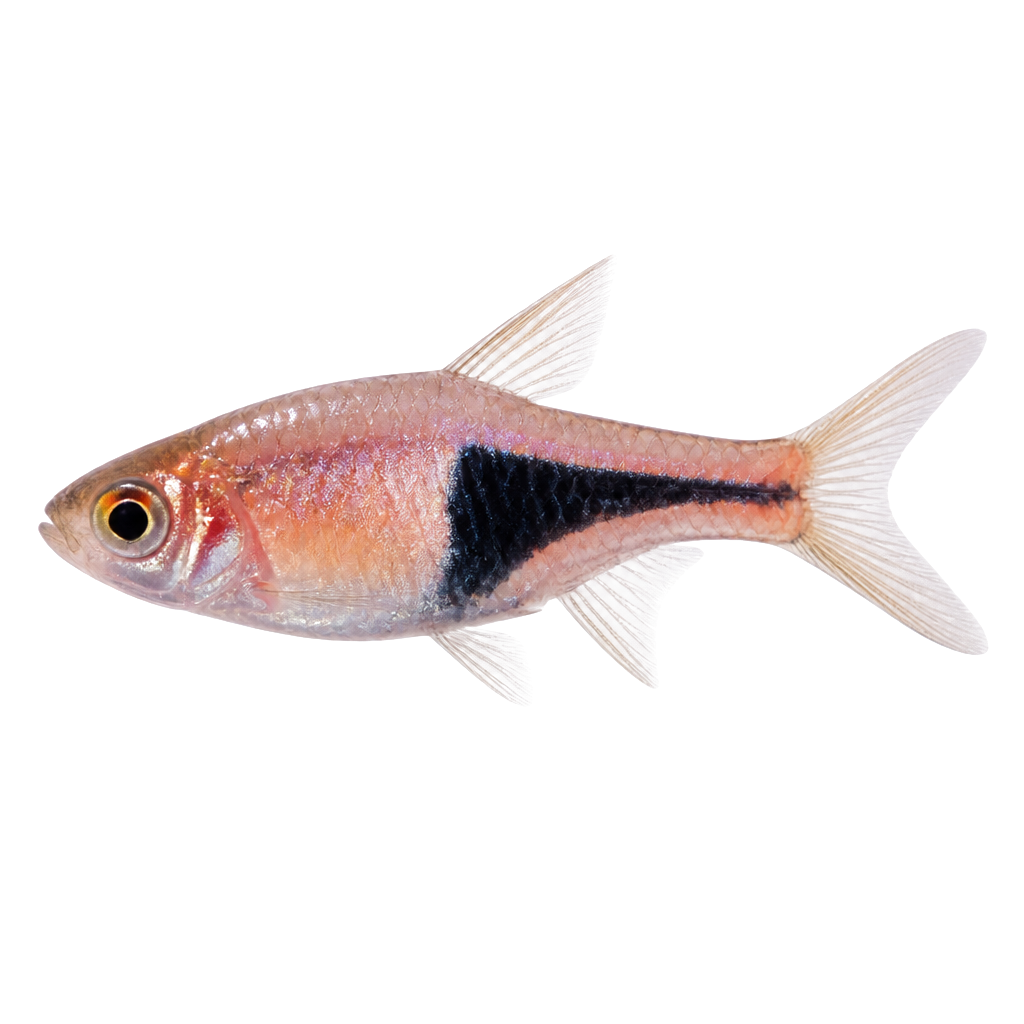 Rasbora Arlequín de perfil, raza de pez — fotografía de estudio