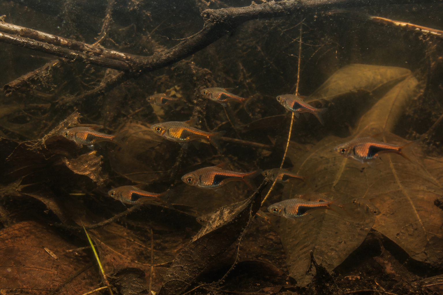 Rasbora Arlequín — imagen completa de la raza (Peces)