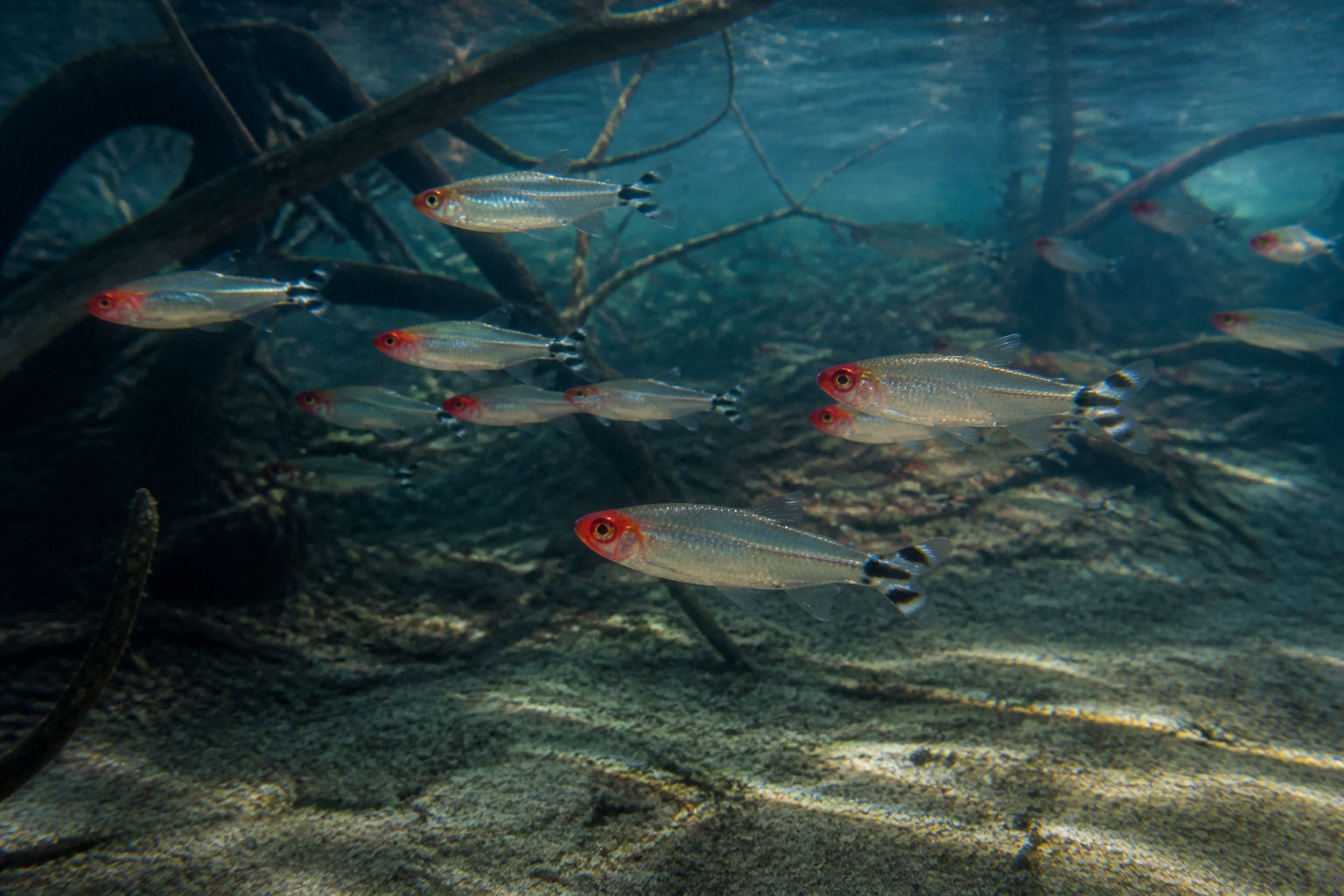 Rummy Nose Tetra — imagen completa de la raza (Peces)