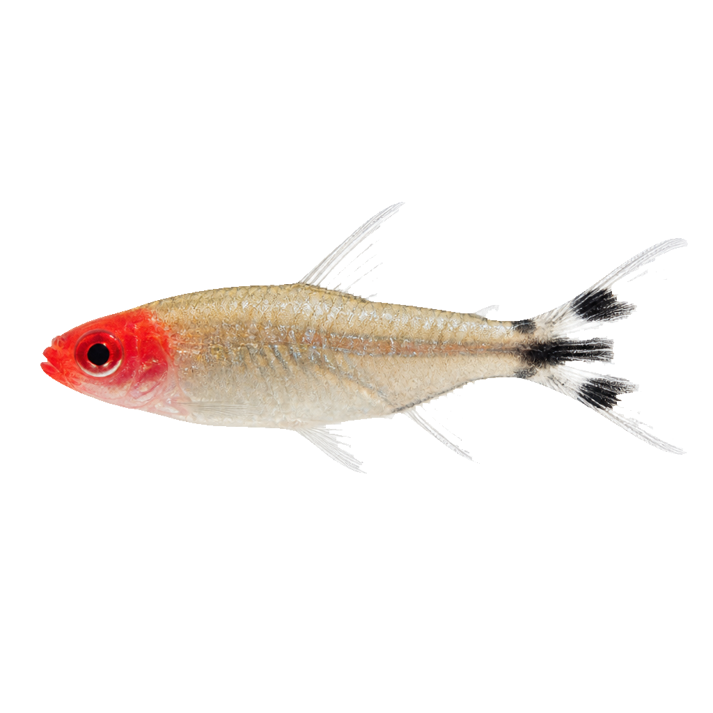 Rummy Nose Tetra