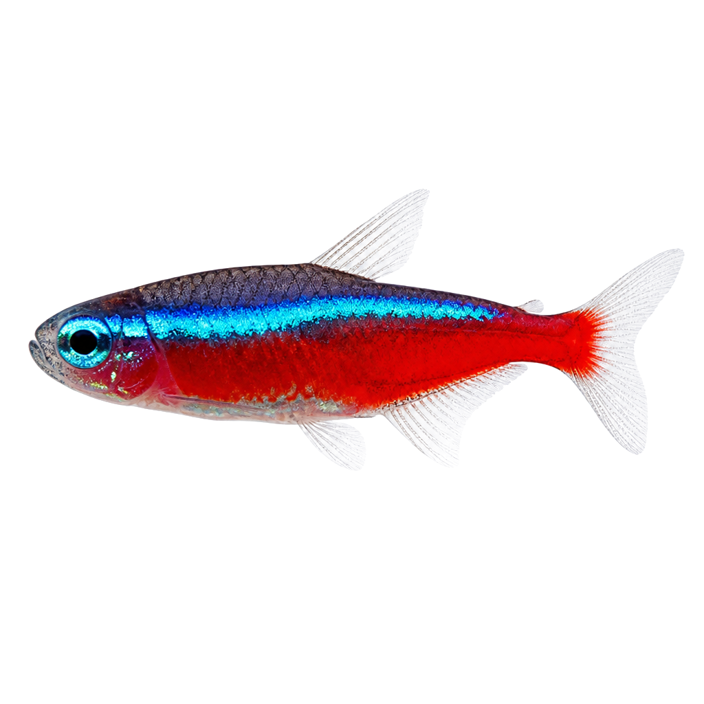 Tetra Cardenal de perfil, raza de pez — fotografía de estudio