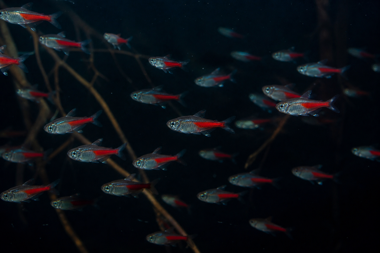 Tetra Cardenal — imagen completa de la raza (Peces)