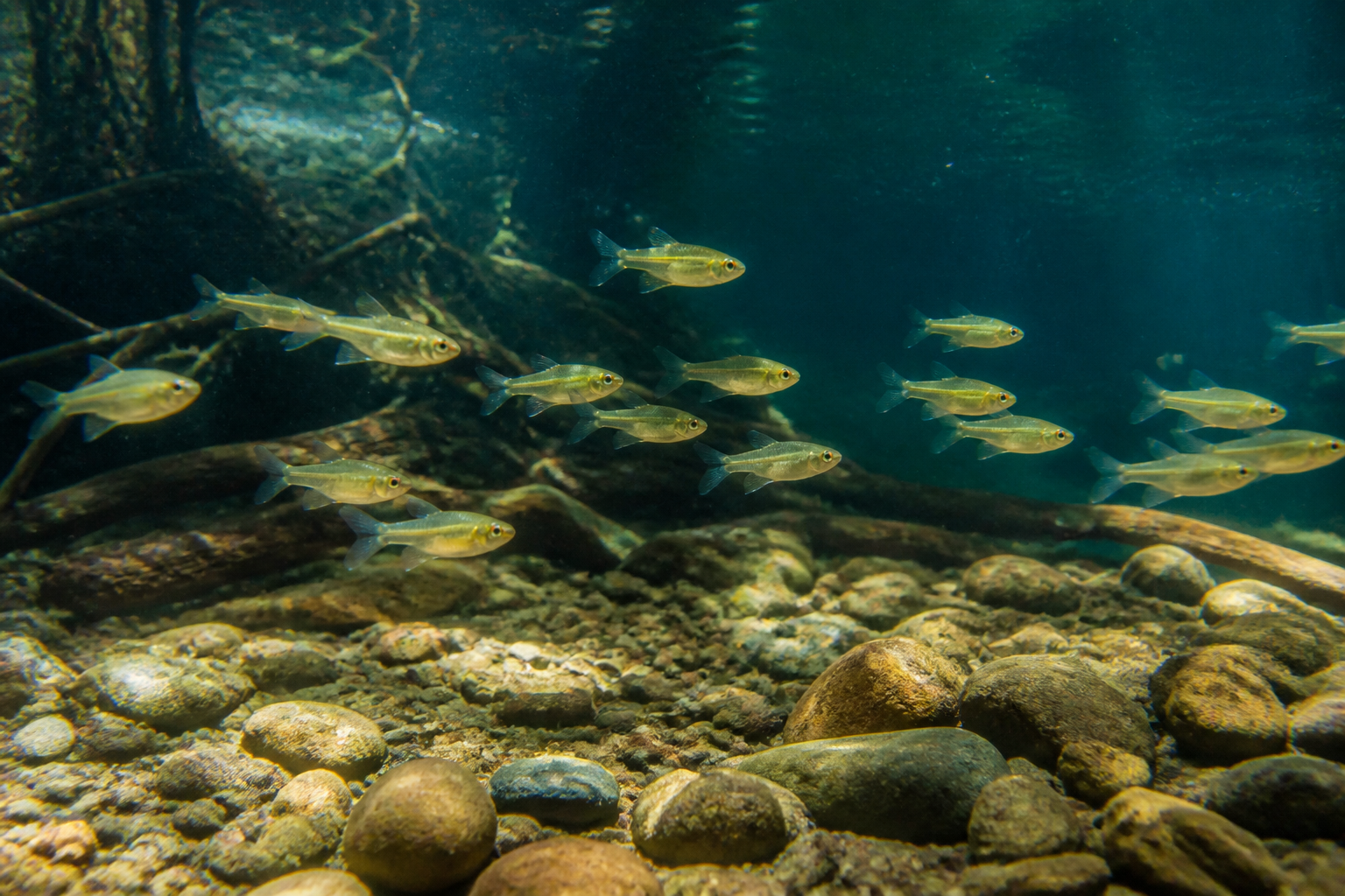 Tetra Limón — imagen completa de la raza (Peces)