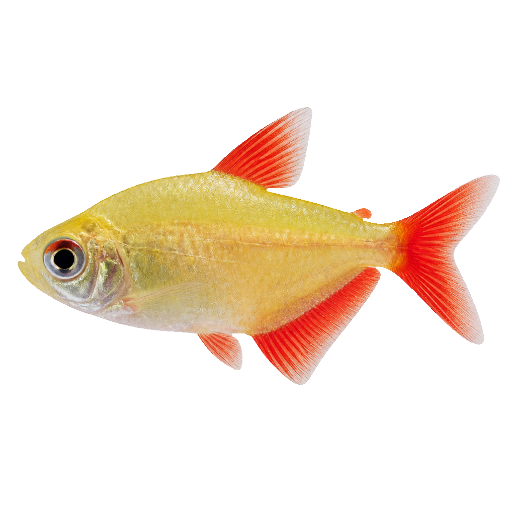 Tetra Limón