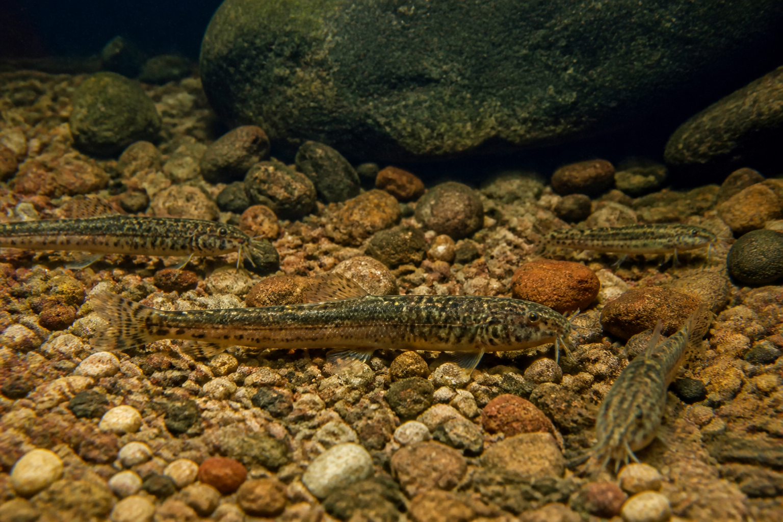 Yoyo Loach — imagen completa de la raza (Peces)