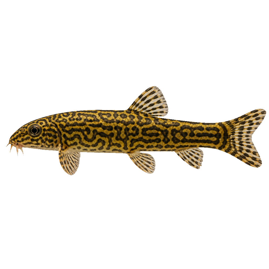 Yoyo Loach
