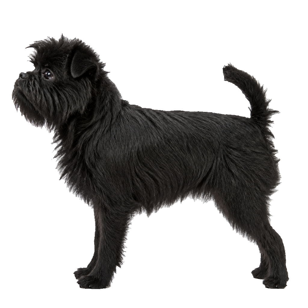 Affenpinscher