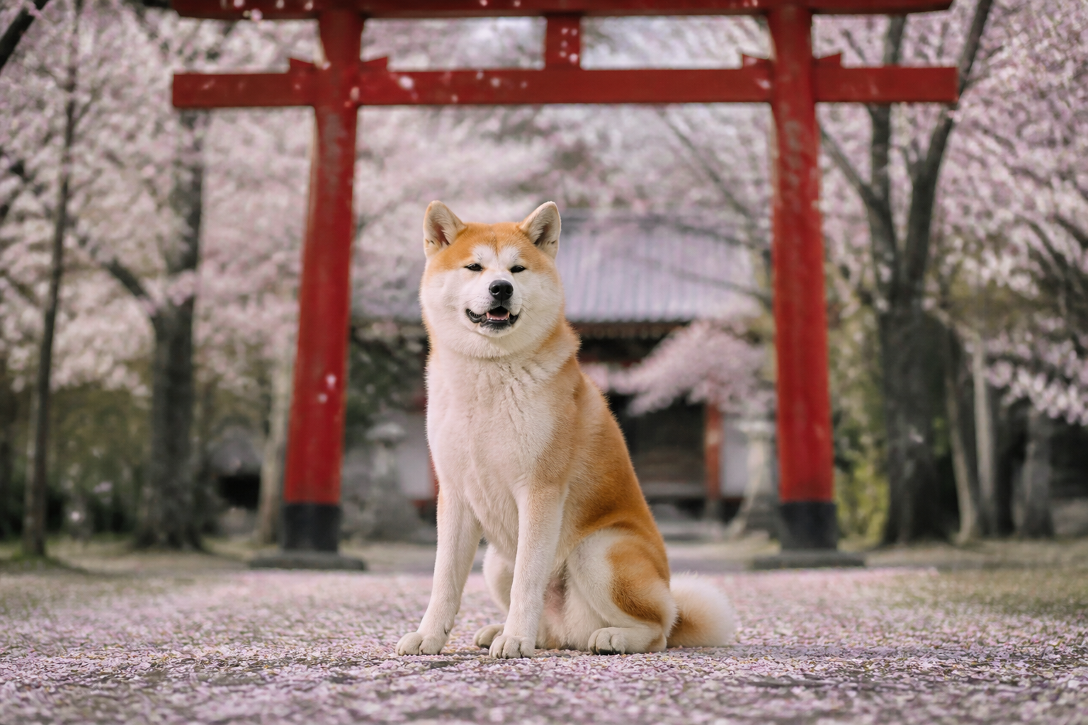 Akita Inu — imagen completa de la raza (Perros) Akita Inu — imagen completa de la raza (Perros)