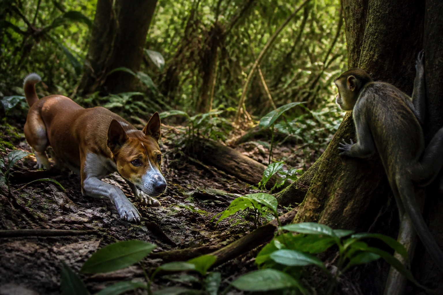 Basenji — imagen completa de la raza (Perros)