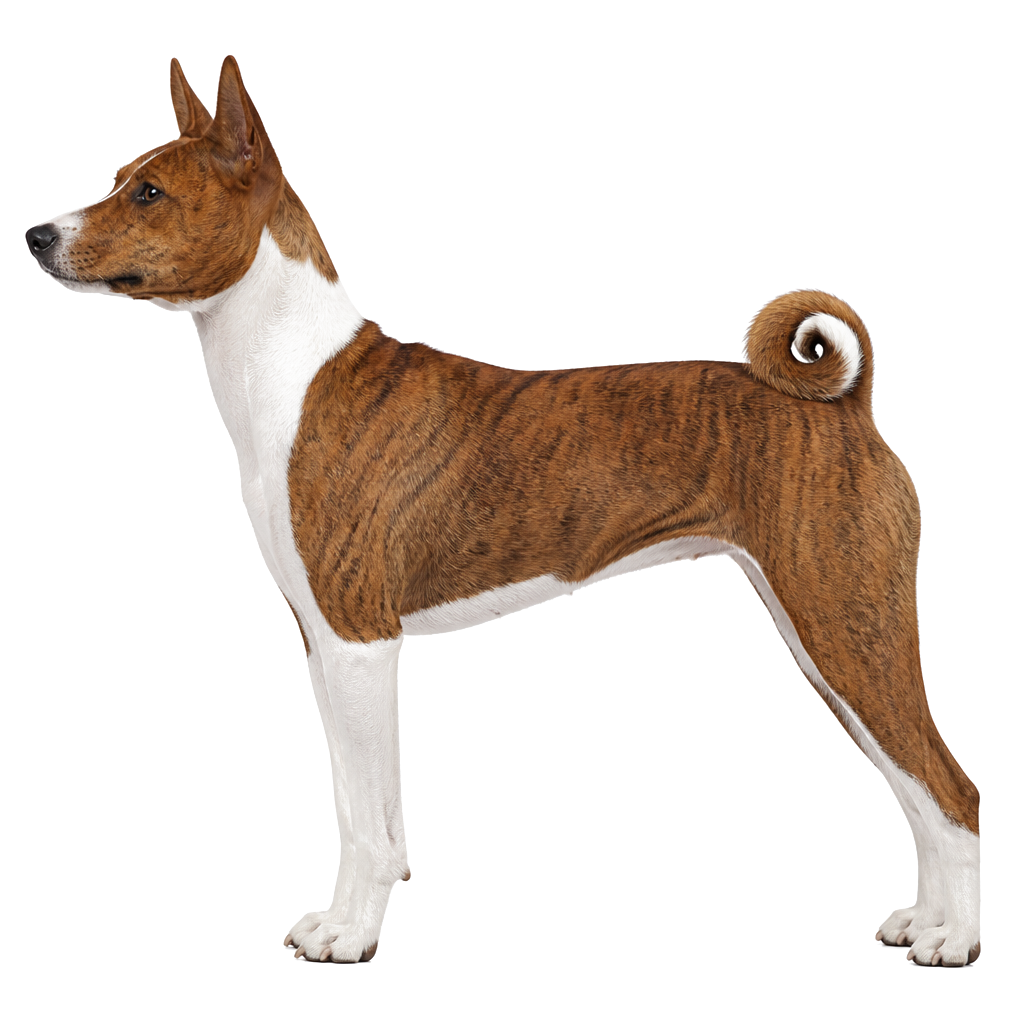 Basenji