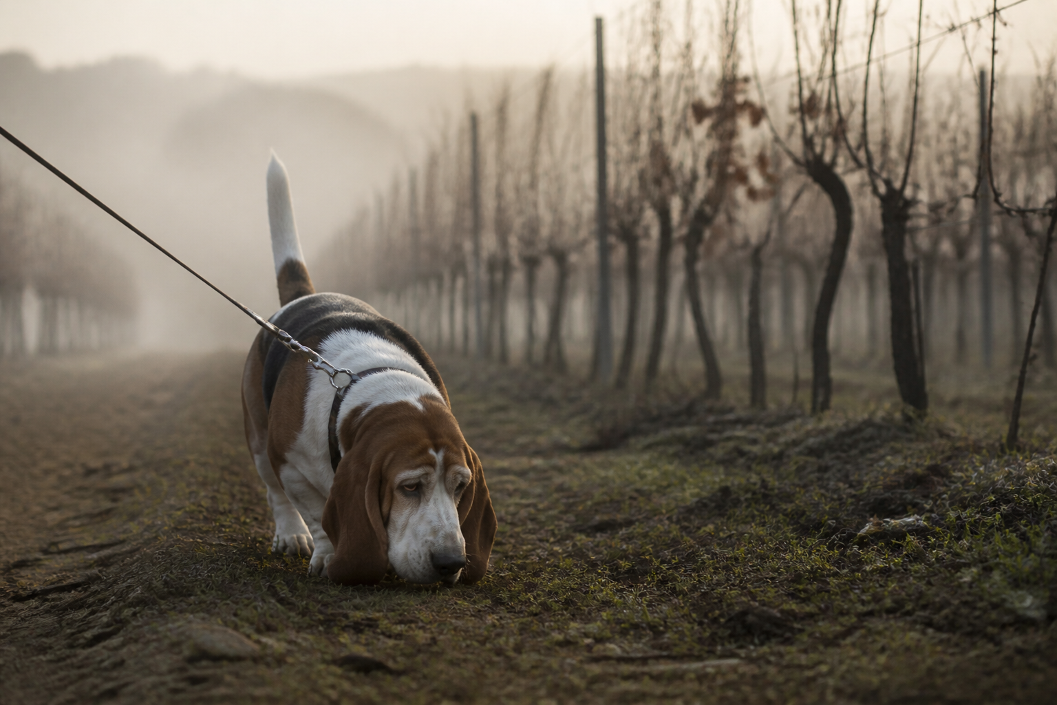 Basset Hound — imagen completa de la raza (Perros)