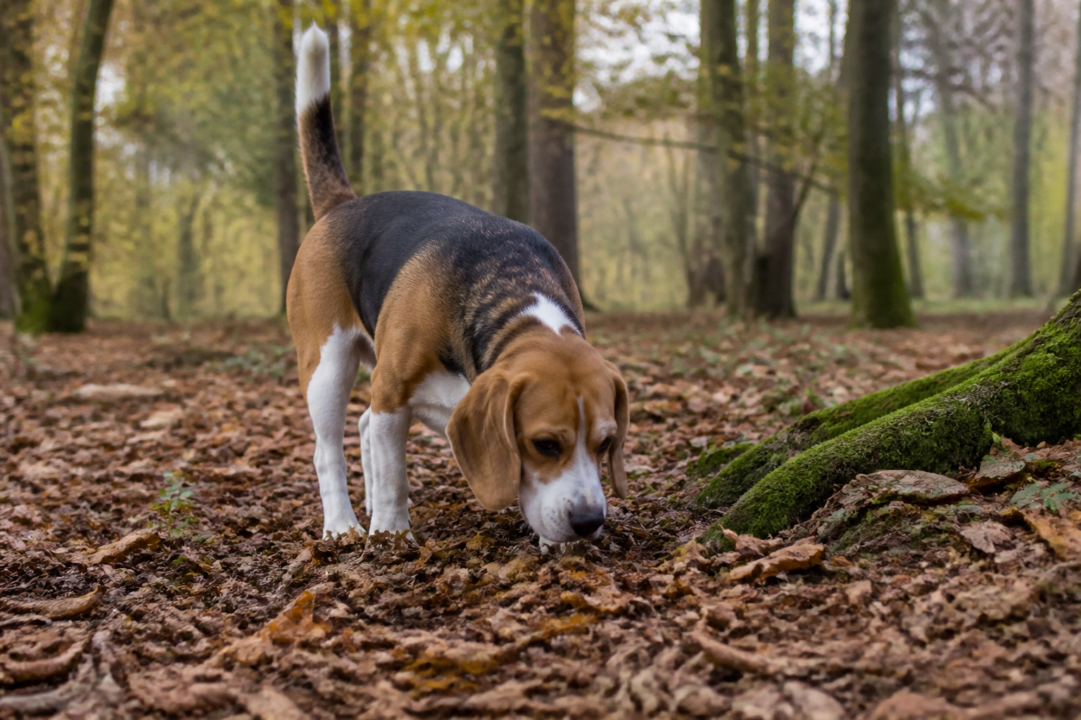 Beagle — imagen completa de la raza (Perros)