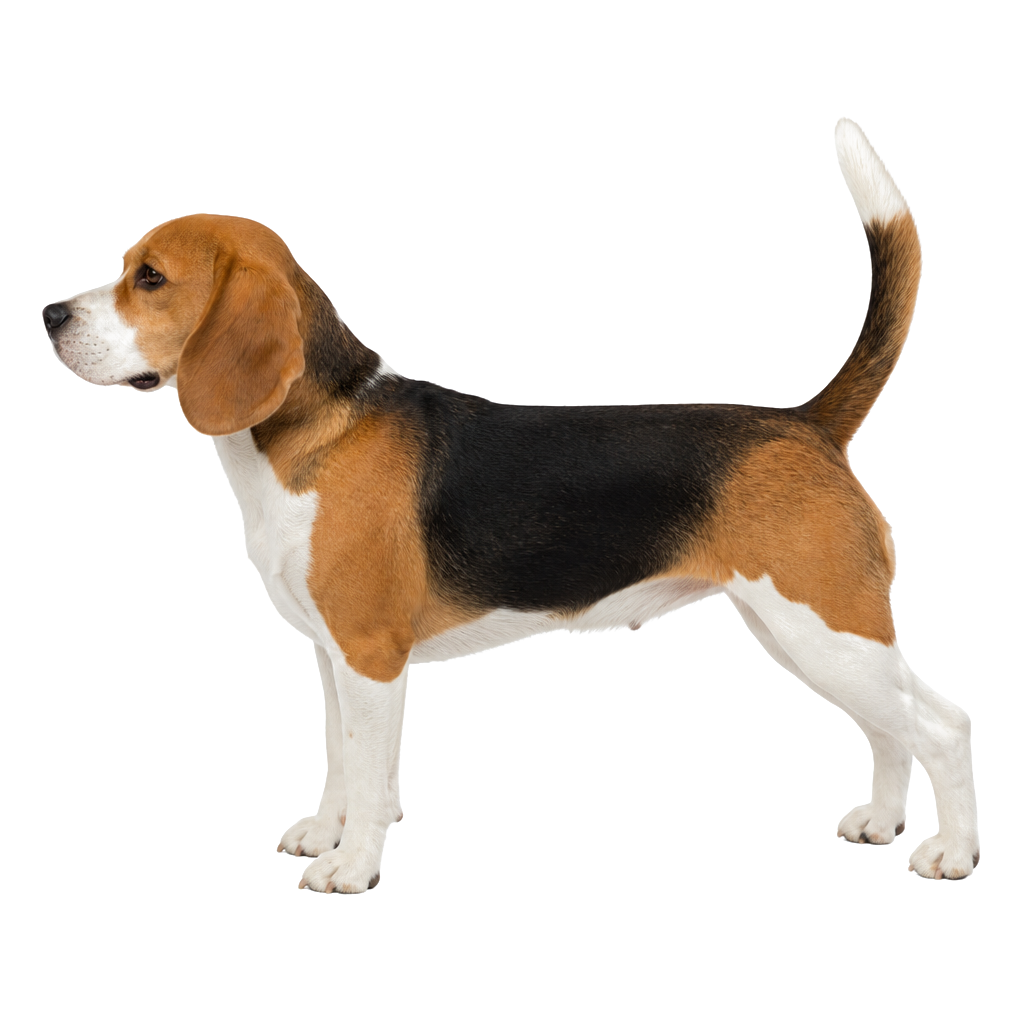 Beagle