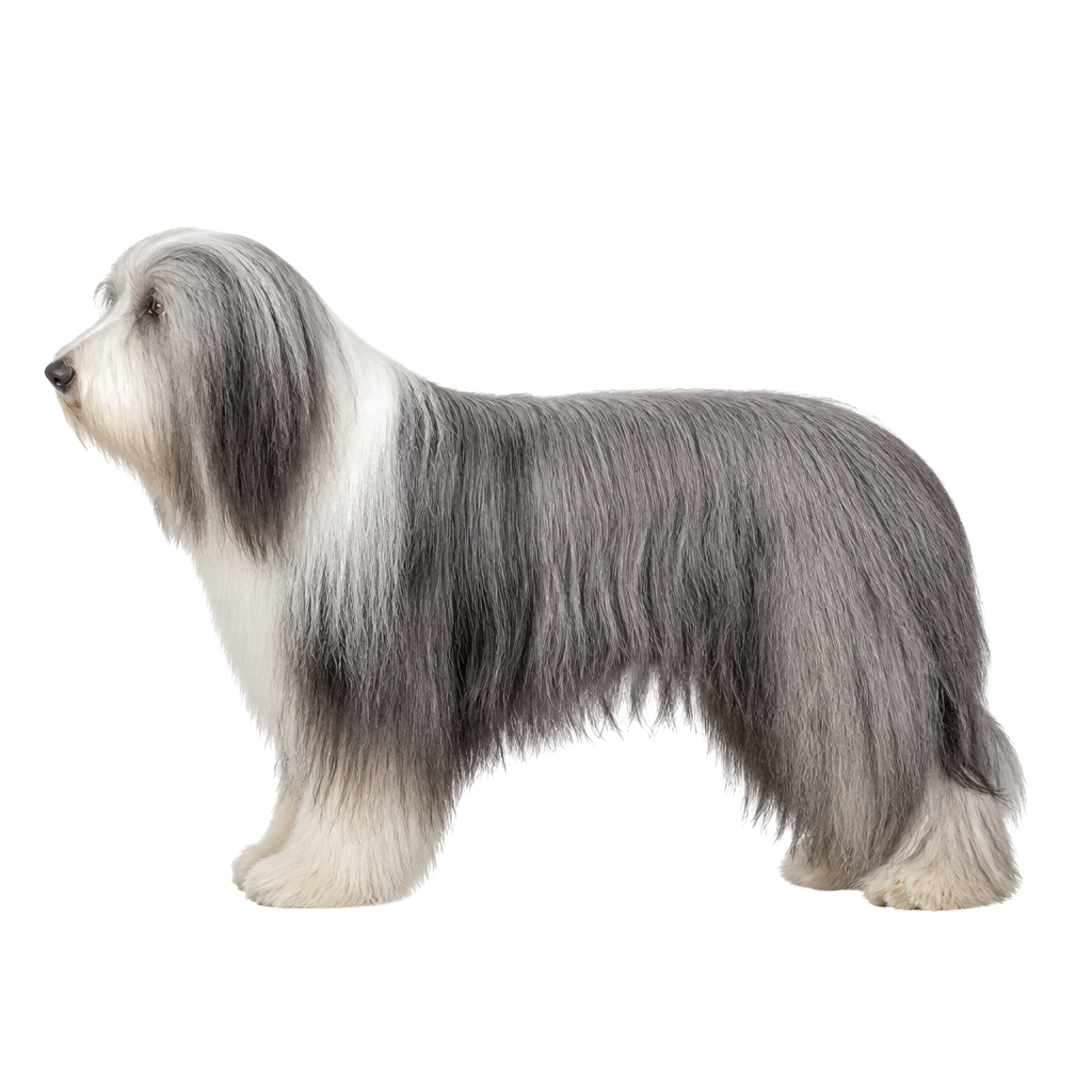 Bearded Collie de perfil, raza de perro — fotografía de estudio