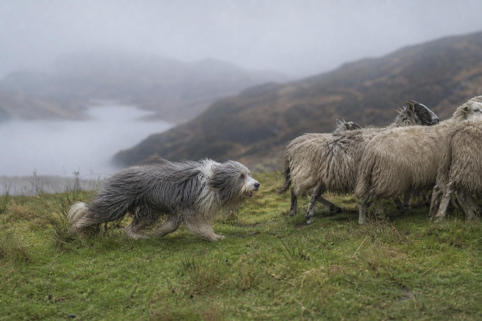 Bearded Collie — imagen completa de la raza (Perros)