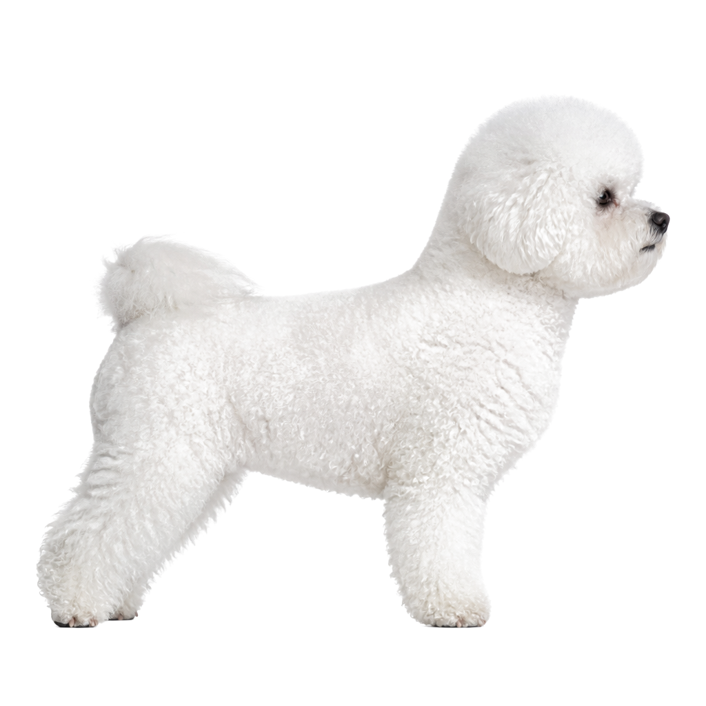Bichón Frisé de perfil, raza de perro — fotografía de estudio