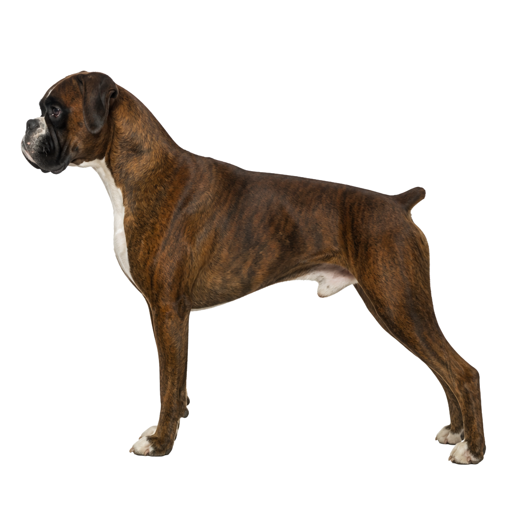 Boxer de perfil, raza de perro — fotografía de estudio
