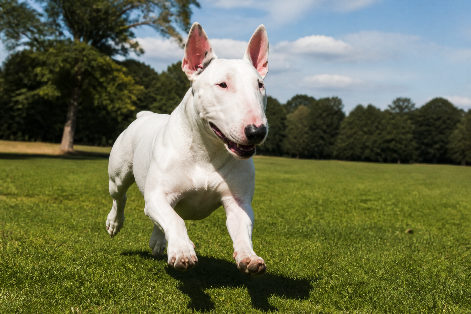 Bull Terrier — imagen completa de la raza (Perros)