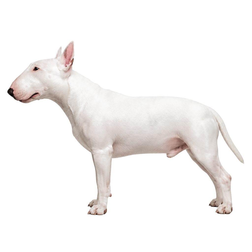 Bull Terrier