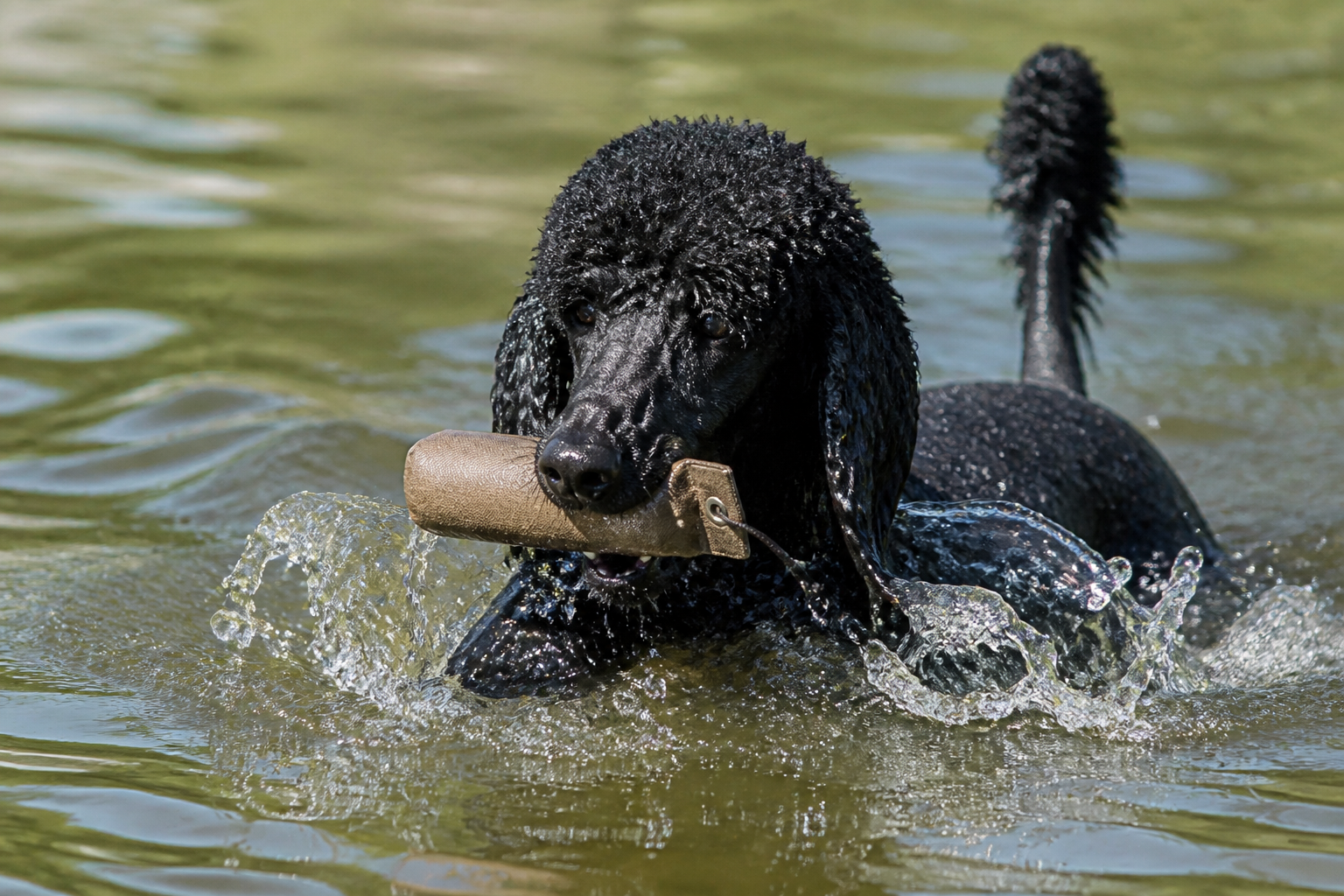 Caniche (Poodle) — imagen completa de la raza (Perros)