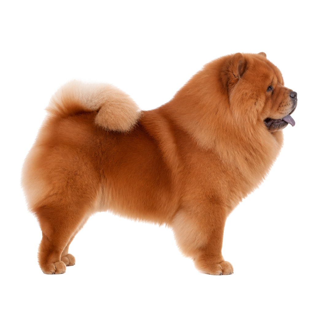 Chow Chow de perfil, raza de perro — fotografía de estudio