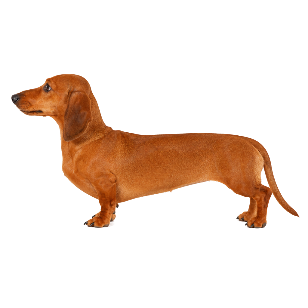 Dachshund (Teckel) de perfil, raza de perro — fotografía de estudio