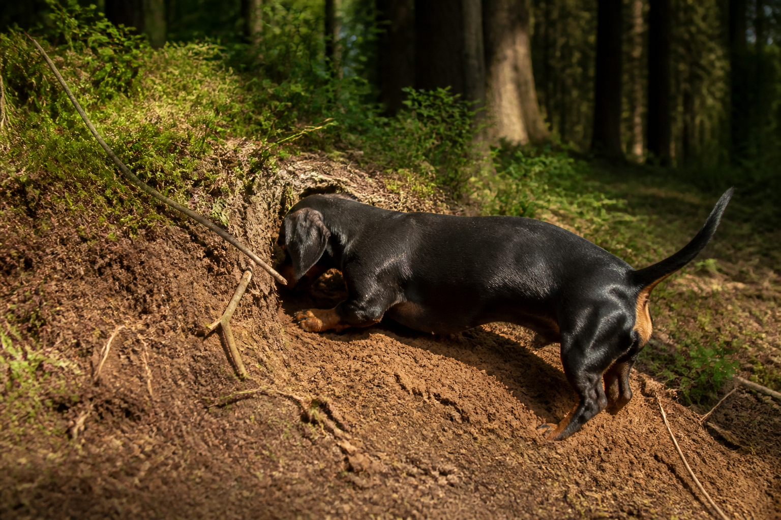 Dachshund (Teckel) — imagen completa de la raza (Perros)