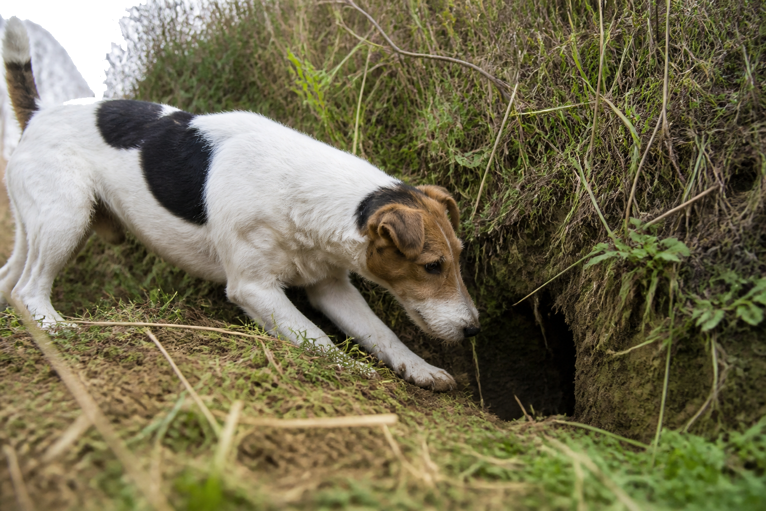 Fox Terrier (de Pelo Liso) — imagen completa de la raza (Perros)