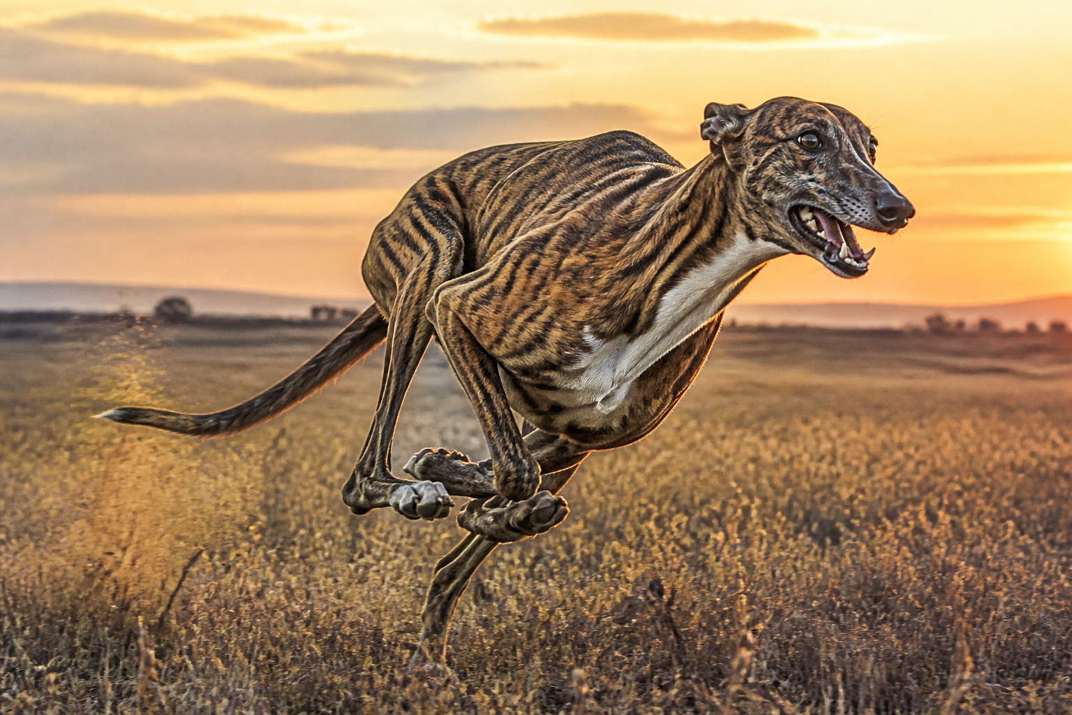 Galgo Español — imagen completa de la raza (Perros)