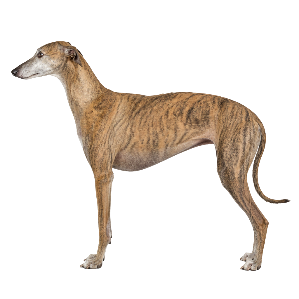 Galgo Español