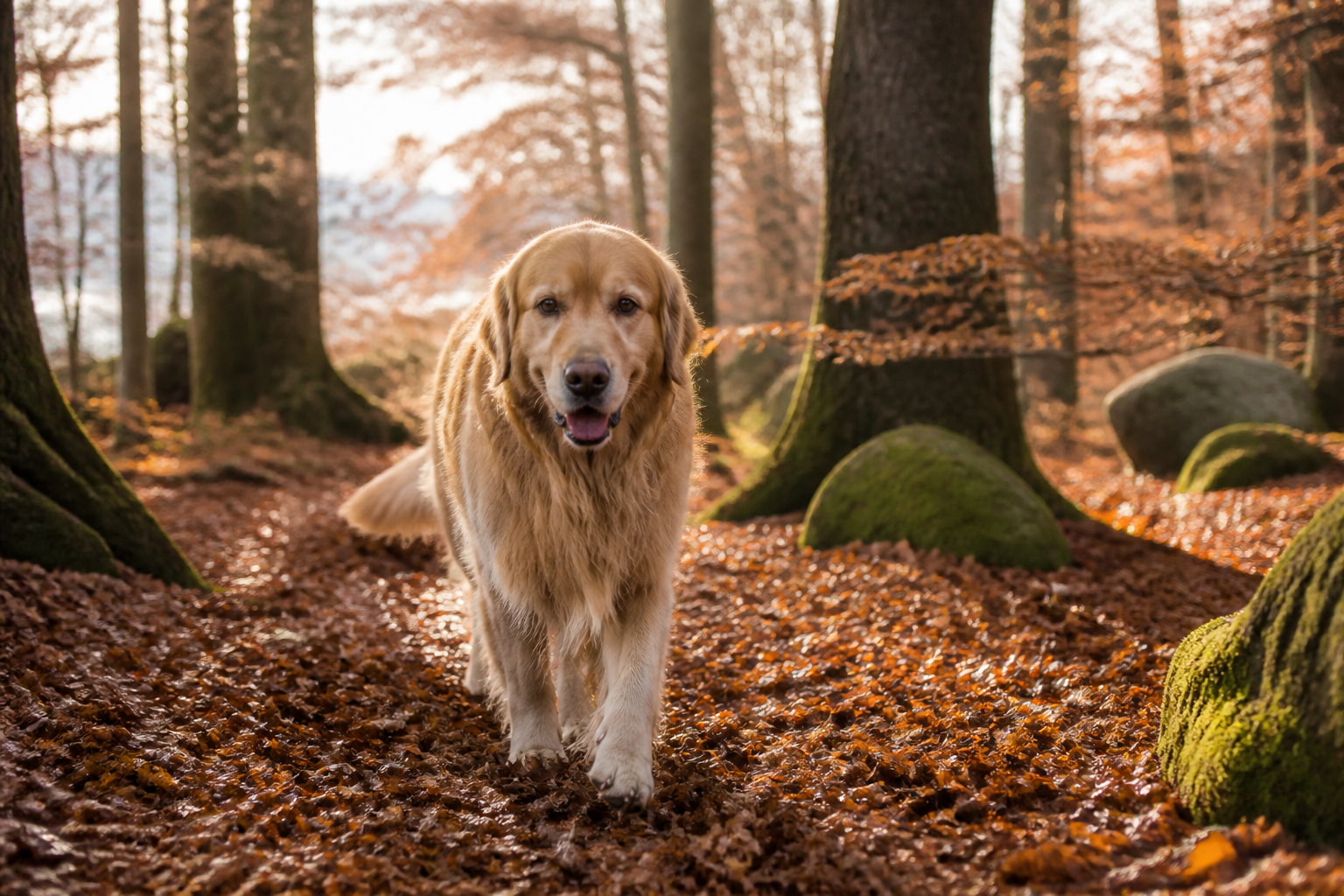 Golden Retriever — imagen completa de la raza (Perros) Golden Retriever — imagen completa de la raza (Perros)