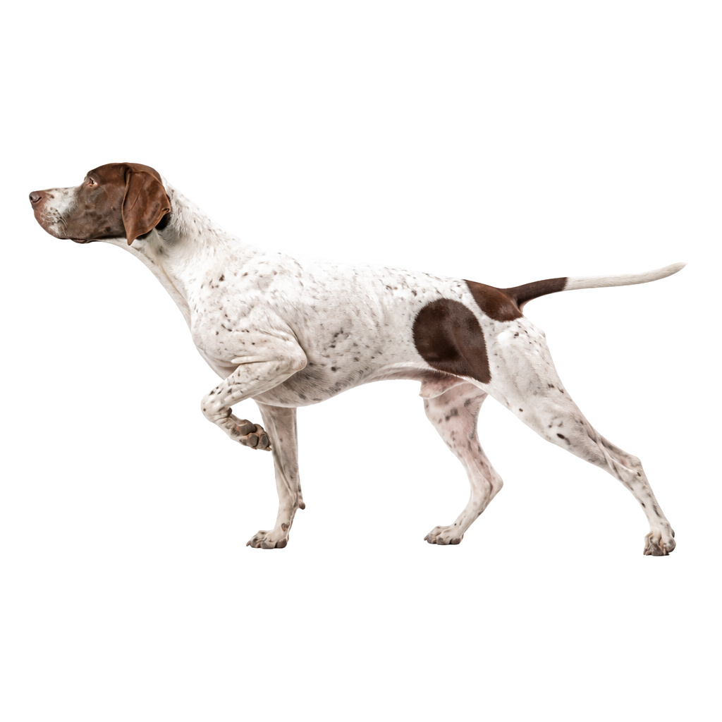 Pointer Inglés