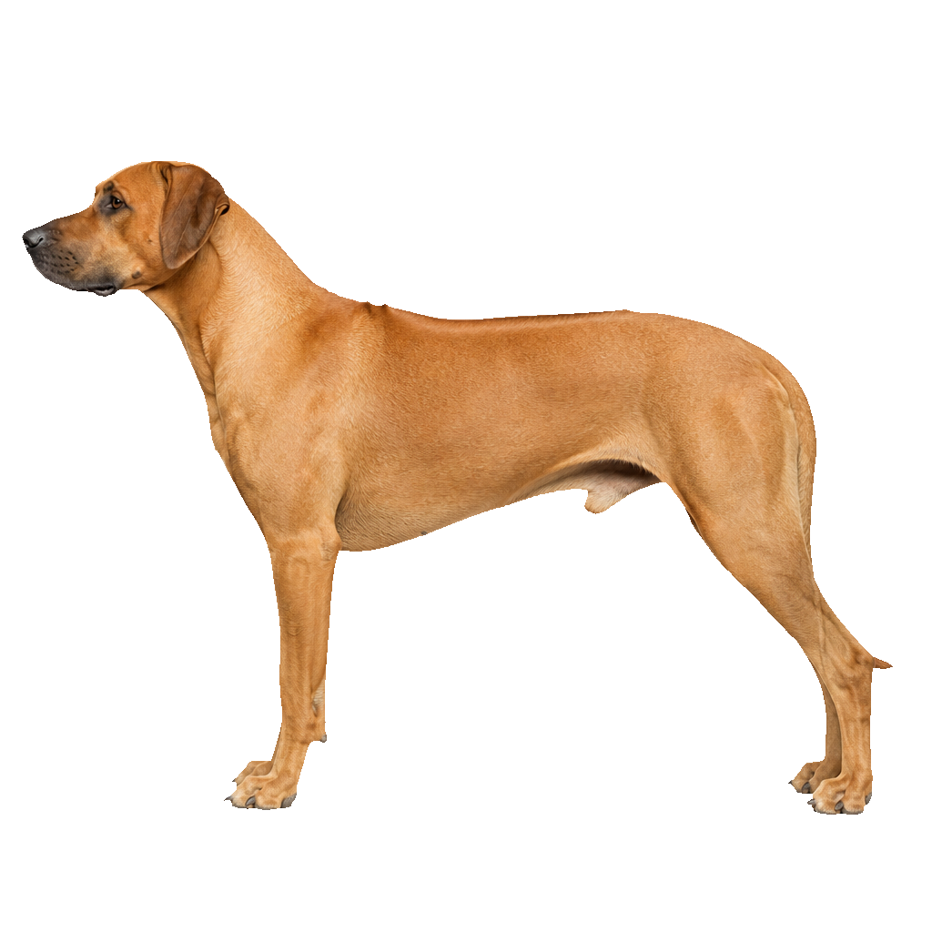 Rhodesian Ridgeback Rhodesian Ridgeback