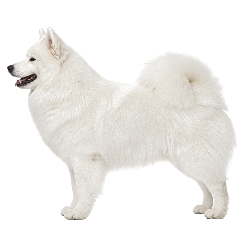 Samoyedo