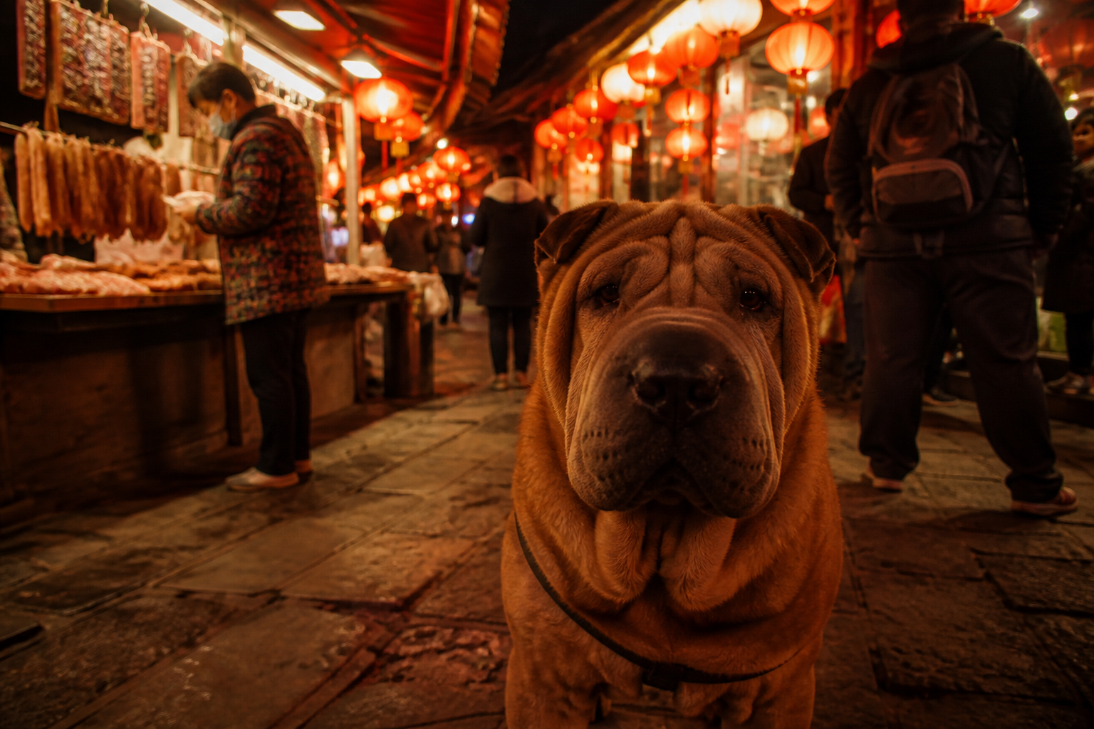 Shar Pei — imagen completa de la raza (Perros)