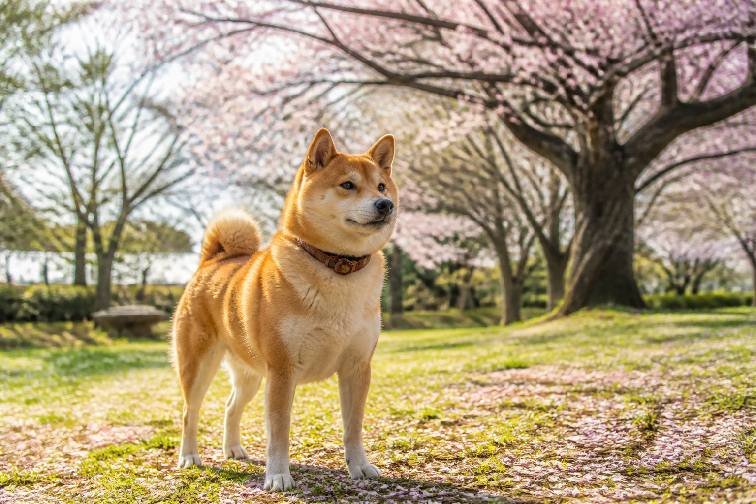 Shiba Inu — imagen completa de la raza (Perros)