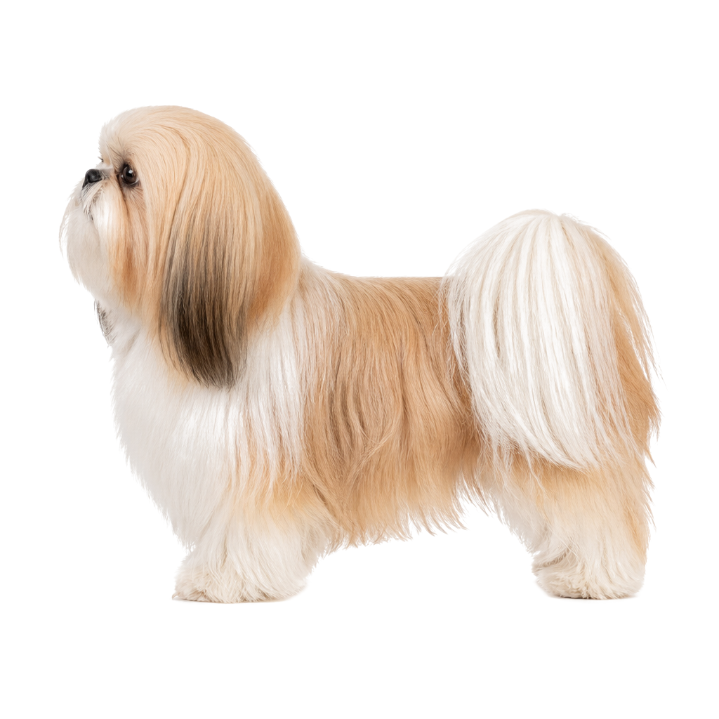 Shih Tzu