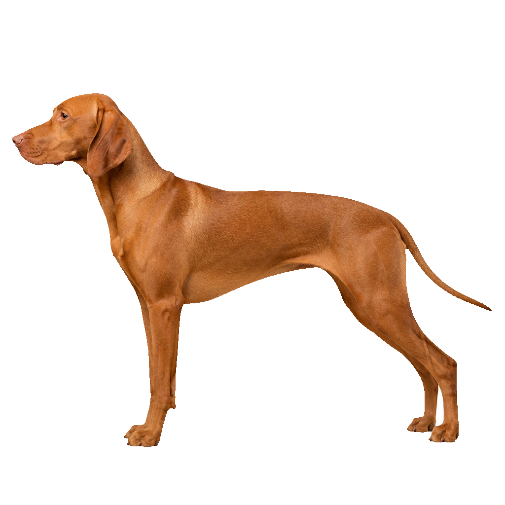 Vizsla Húngaro