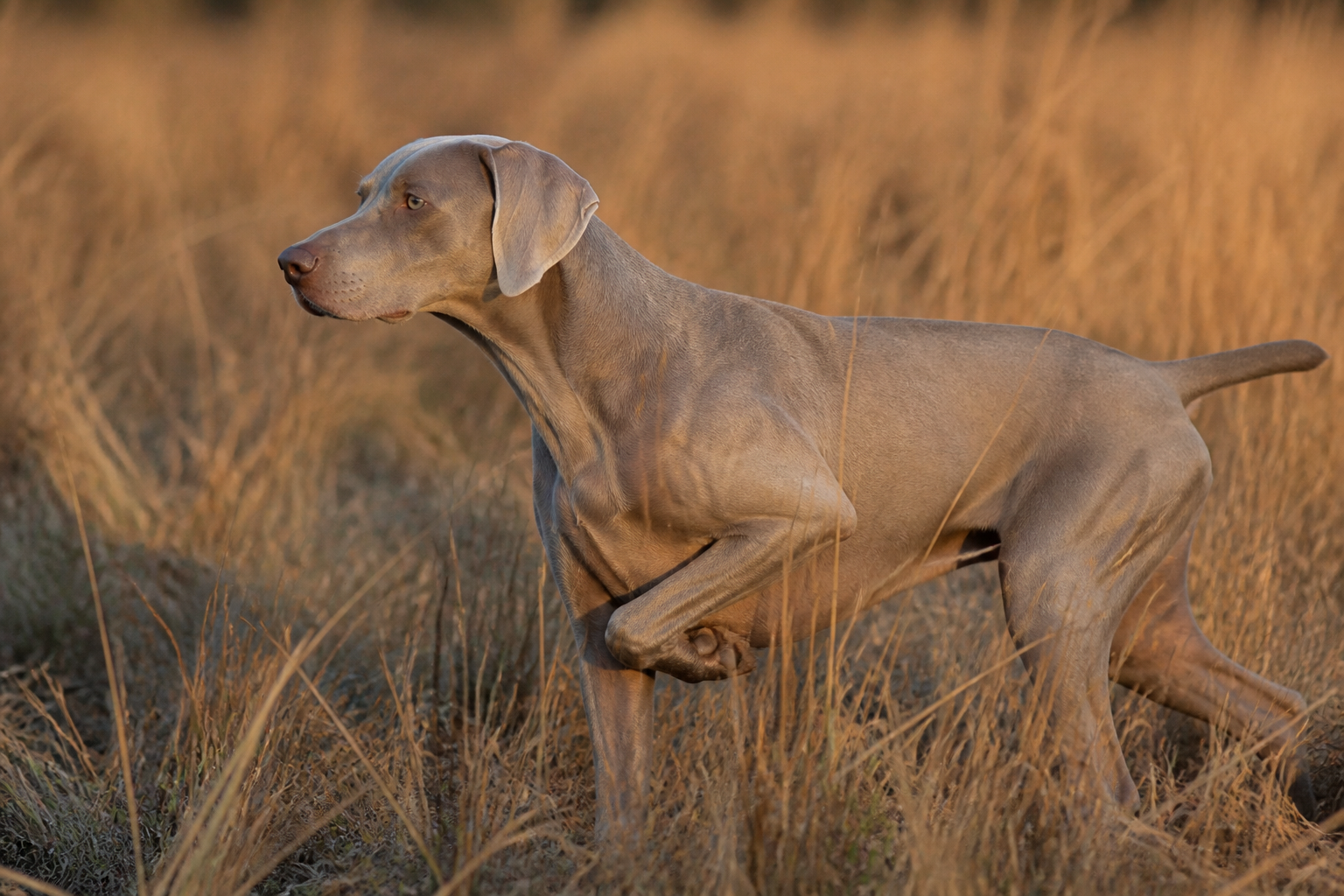 Weimaraner — imagen completa de la raza (Perros)