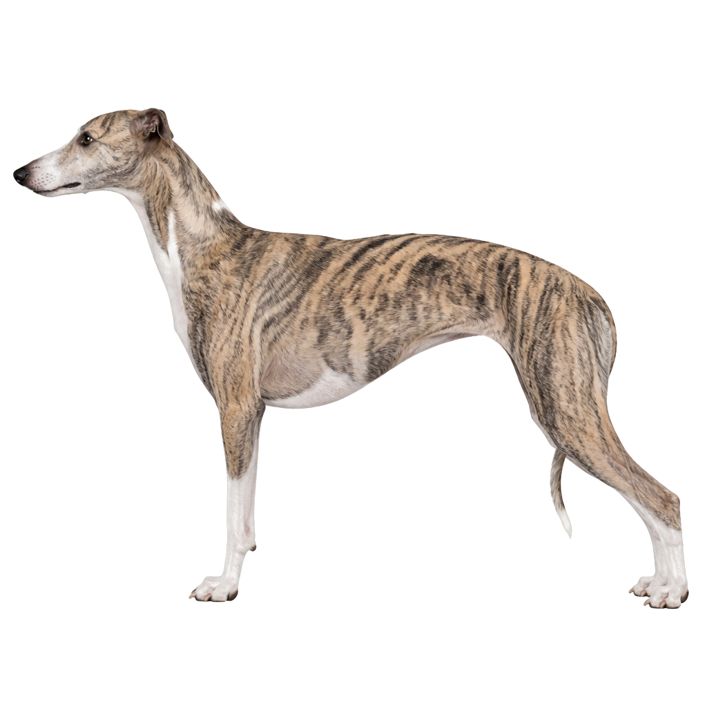 Whippet de perfil, raza de perro — fotografía de estudio