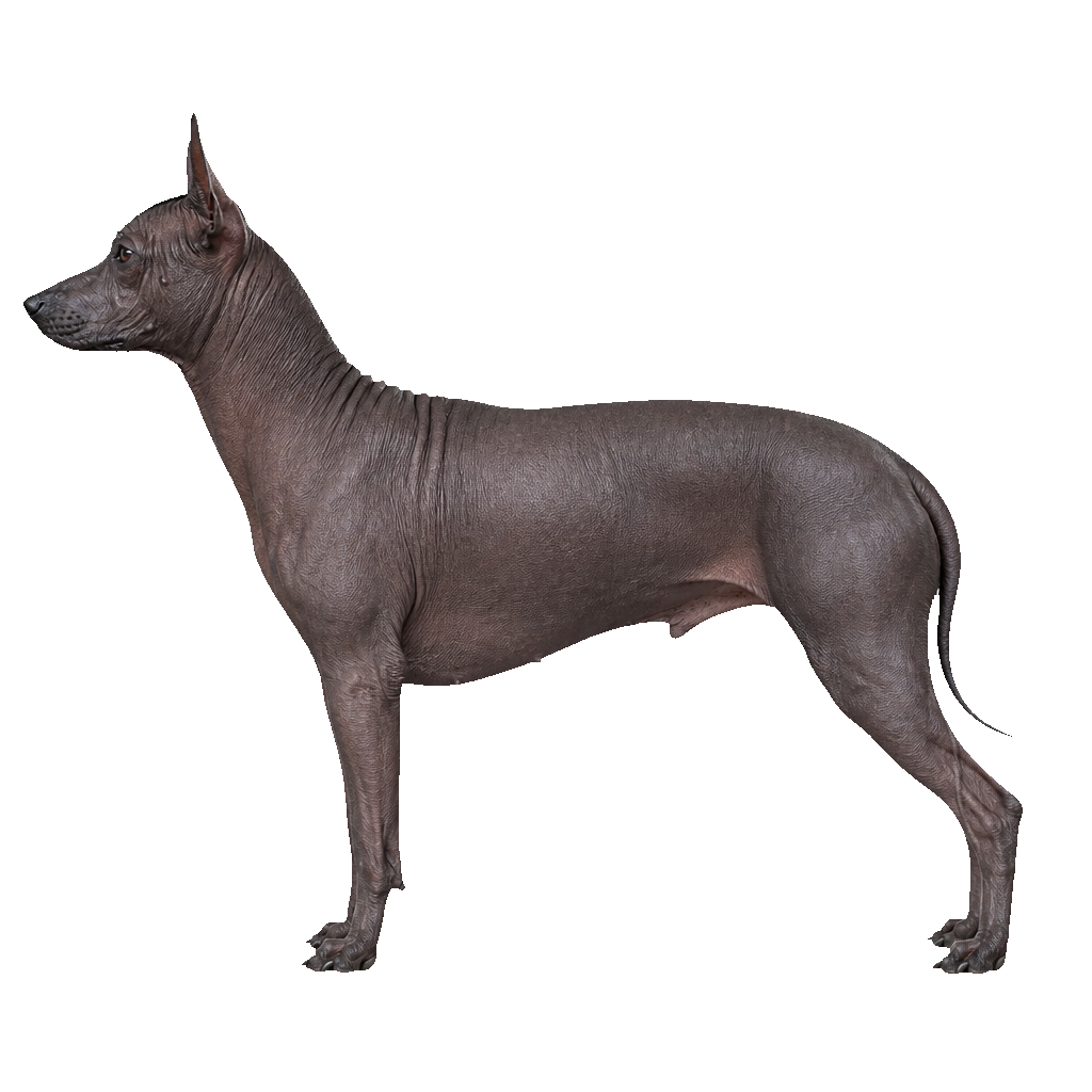 Xoloitzcuintle Xoloitzcuintle